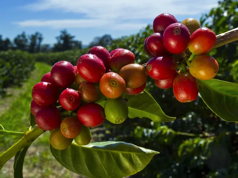 Grãos de café no pé